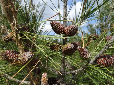 Pinus brutia, photographed by Grzegorz Grzejszczak