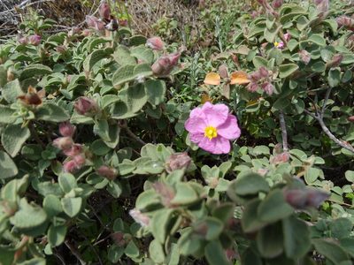 Cistus parviflorus, photographed by Grzegorz Grzejszczak