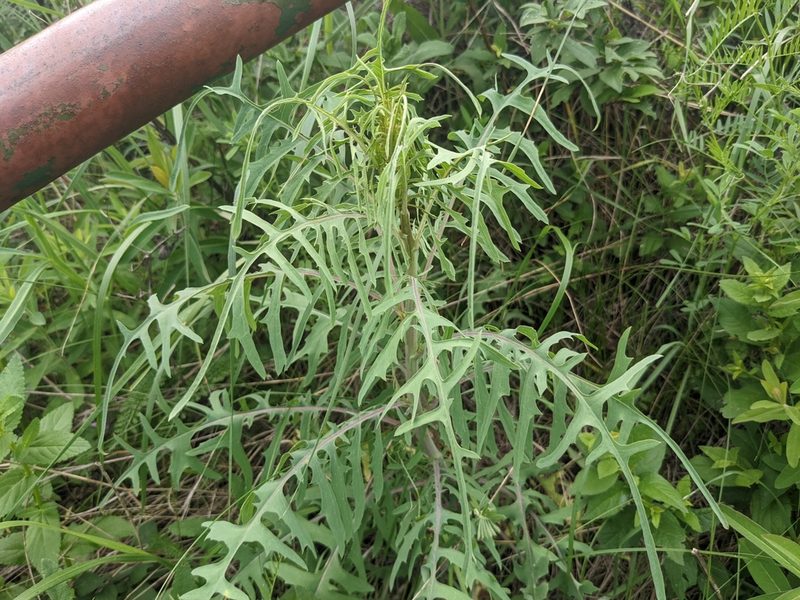 Lactuca viminea, photographed by Zoltán Stekkelpak