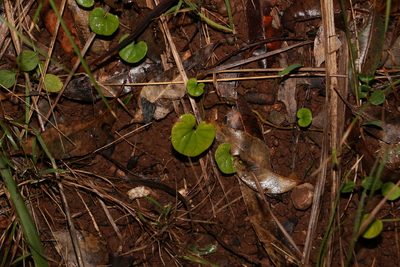 Dichondra repens, photographed by Greg Tasney