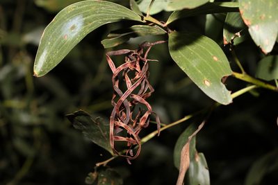 Acacia leiocalyx, photographed by Greg Tasney