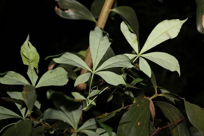 Clematicissus opaca, photographed by Greg Tasney