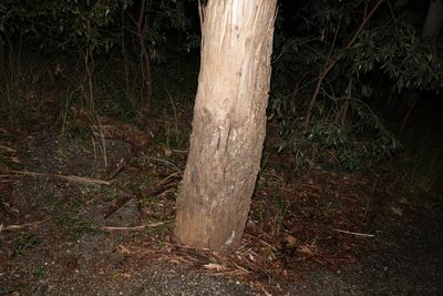Eucalyptus moluccana, photographed by Greg Tasney