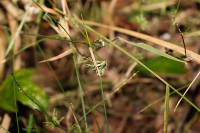 Entolasia stricta, photographed by Greg Tasney
