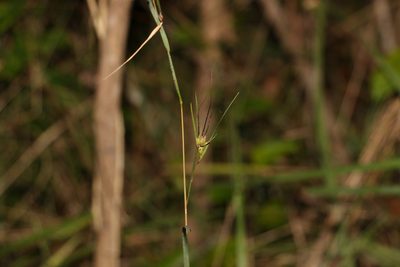 Themeda triandra, photographed by Greg Tasney