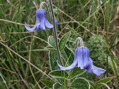 Clematis integrifolia, photographed by Zoltán Stekkelpak