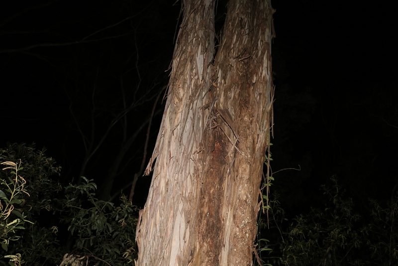 Eucalyptus moluccana, photographed by Greg Tasney