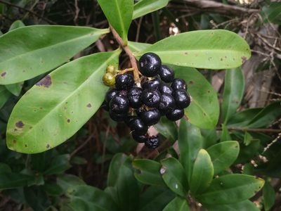 Ardisia escallonioides