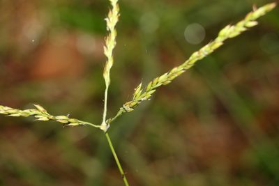 Alloteropsis semialata, photographed by Greg Tasney