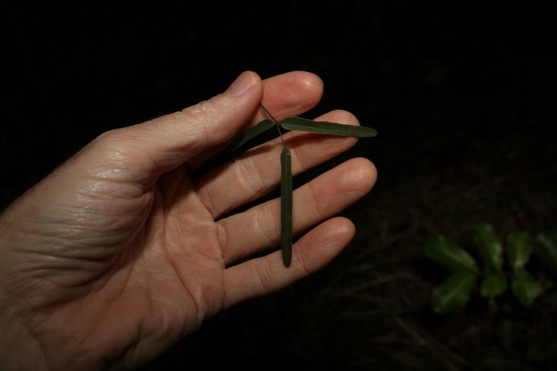 Glycine tabacina, photographed by Greg Tasney