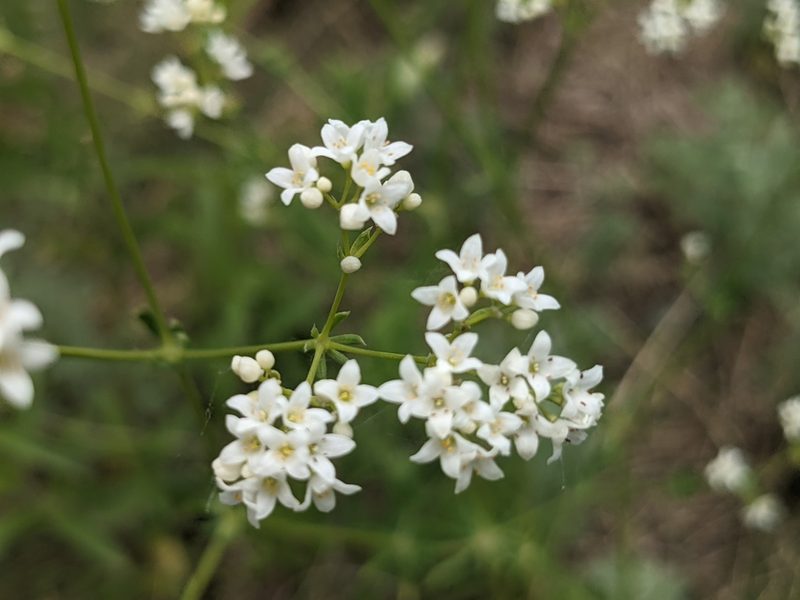 Galium glaucum, photographed by Zoltán Stekkelpak