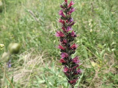 Pontechium maculatum, photographed by Zoltán Stekkelpak