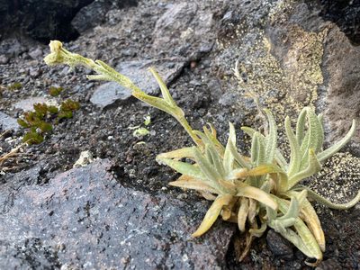 Cerastium floccosum, photographed by Fabien Anthelme
