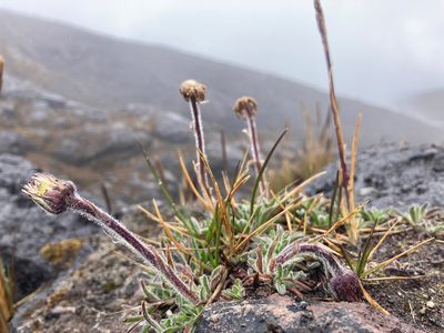 Erigeron chionophilus, photographed by Fabien Anthelme