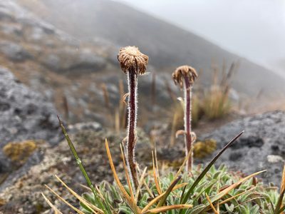 Erigeron chionophilus, photographed by Fabien Anthelme