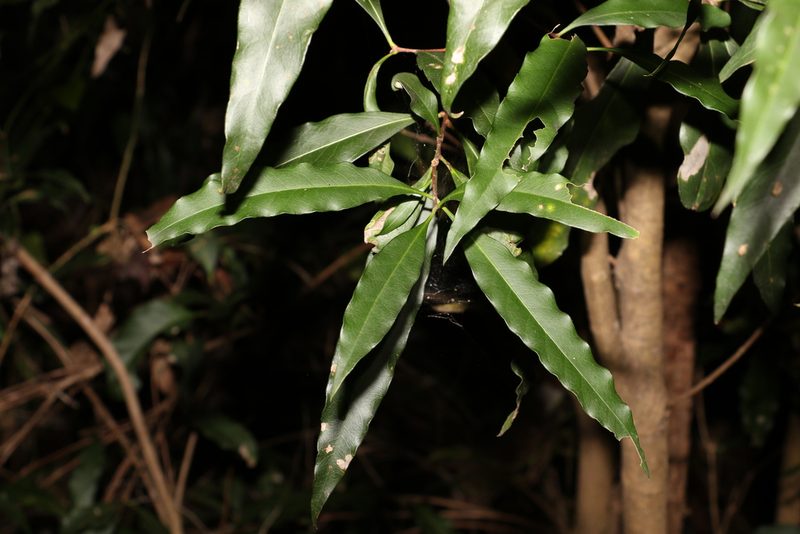 Notelaea longifolia, photographed by Greg Tasney