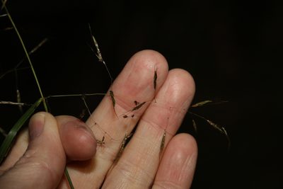 Capillipedium spicigerum, photographed by Greg Tasney
