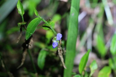 Commelina diffusa, photographed by Greg Tasney