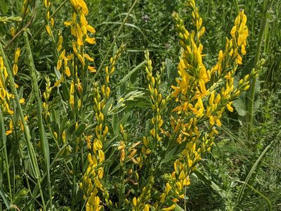 Genista tinctoria, photographed by Zoltán Stekkelpak