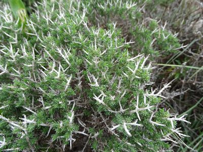 Thymbra capitata, photographed by Grzegorz Grzejszczak