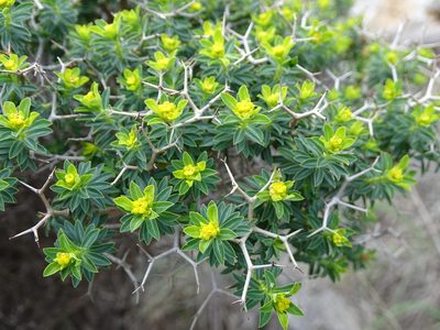 Euphorbia acanthothamnos, photographed by Grzegorz Grzejszczak