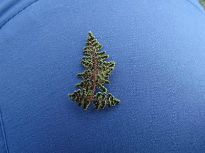 Aleuritopteris acrostica, photographed by Grzegorz Grzejszczak