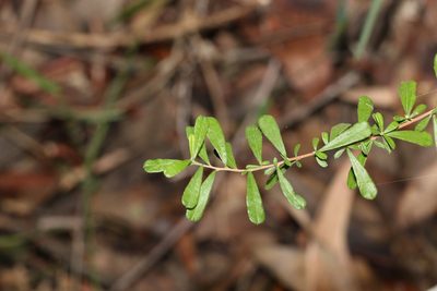 Hibbertia aspera, photographed by Greg Tasney