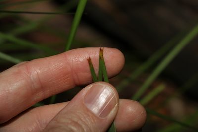 Lomandra confertifolia, photographed by Greg Tasney