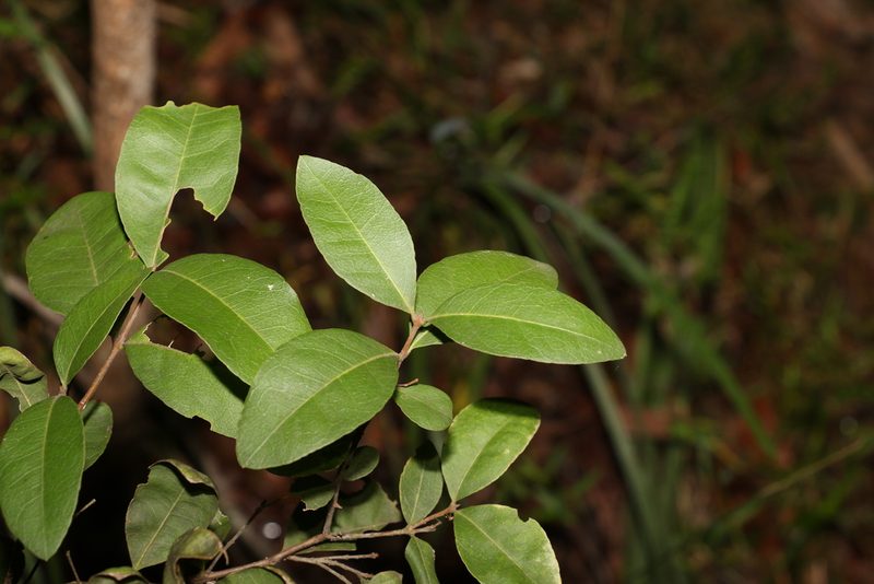 Notelaea ovata, photographed by Greg Tasney