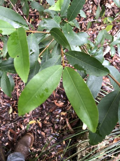 Austrobuxus swainii, photographed by Samuel Frankel