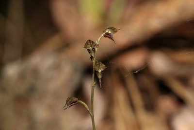 Acianthus fornicatus, photographed by Greg Tasney