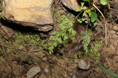 Lindsaea microphylla, photographed by Greg Tasney