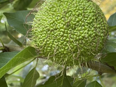 Maclura pomifera, photographed by Daniel McNair
