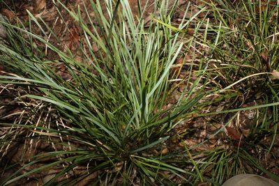 Lomandra filiformis, photographed by Greg Tasney