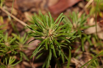 Pultenaea petiolaris, photographed by Greg Tasney