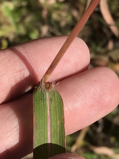 Hyparrhenia cymbaria, photographed by Ryan Donnelly
