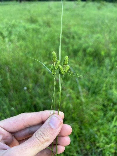 Carex hirsutella, photographed by Nathan Aaron