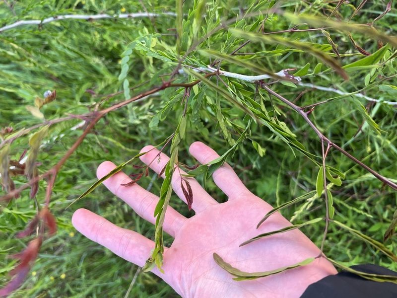Gleditsia triacanthos, photographed by Nathan Aaron
