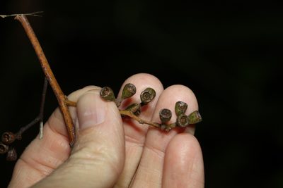 Eucalyptus siderophloia, photographed by Greg Tasney