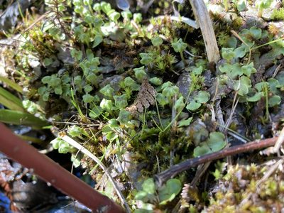 Marchantia quadrata, photographed by Caleb Catto