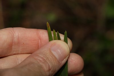 Lomandra filiformis, photographed by Greg Tasney