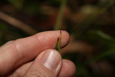 Lomandra laxa, photographed by Greg Tasney