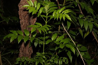 Tecoma stans, photographed by Greg Tasney