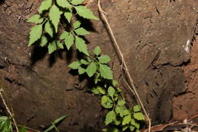 Causonis clematidea, photographed by Greg Tasney