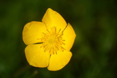 Ranunculus bulbosus, photographed by Matthew Vosper