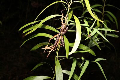 Acacia macradenia, photographed by Greg Tasney