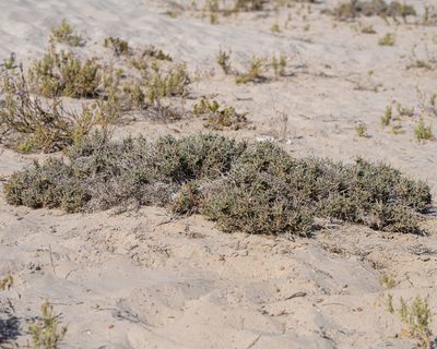 Adesmia littoralis, photographed by Nicolás Villaseca Merino