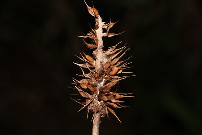 Xanthorrhoea macronema, photographed by Greg Tasney