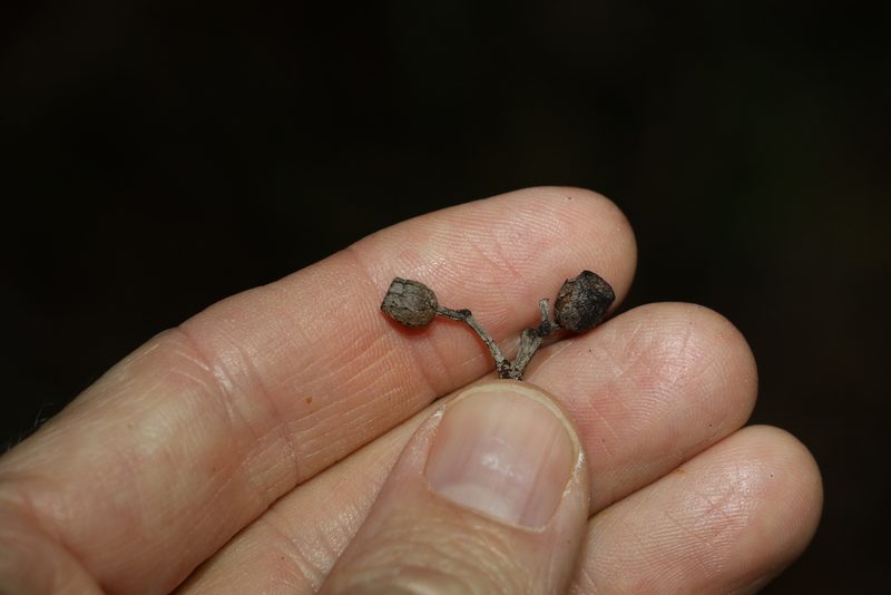 Corymbia trachyphloia, photographed by Greg Tasney