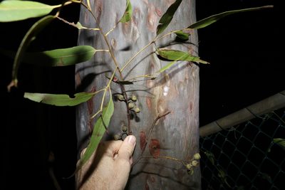 Corymbia citriodora, photographed by Greg Tasney